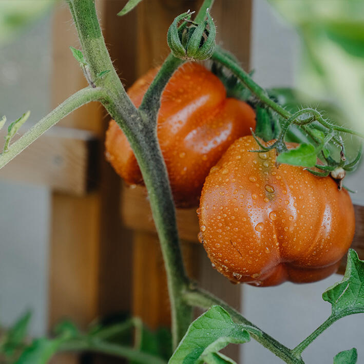 Nelson Garden tomatoes