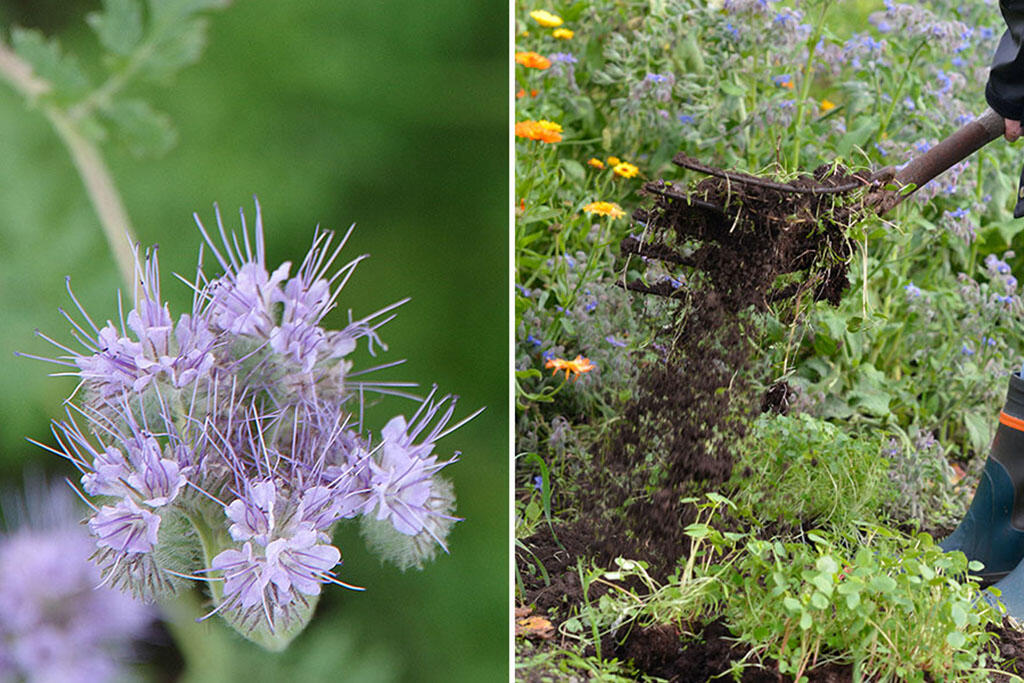 En lilla blomstrende honningurt, Phacelia tanacetifolia. Alt. Grønngjødsel snus ned i dyrkingsjorda. 