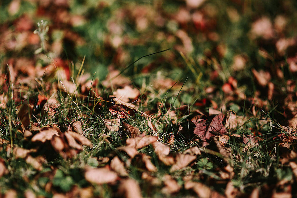 Falne brune blader på en grønn gressplen