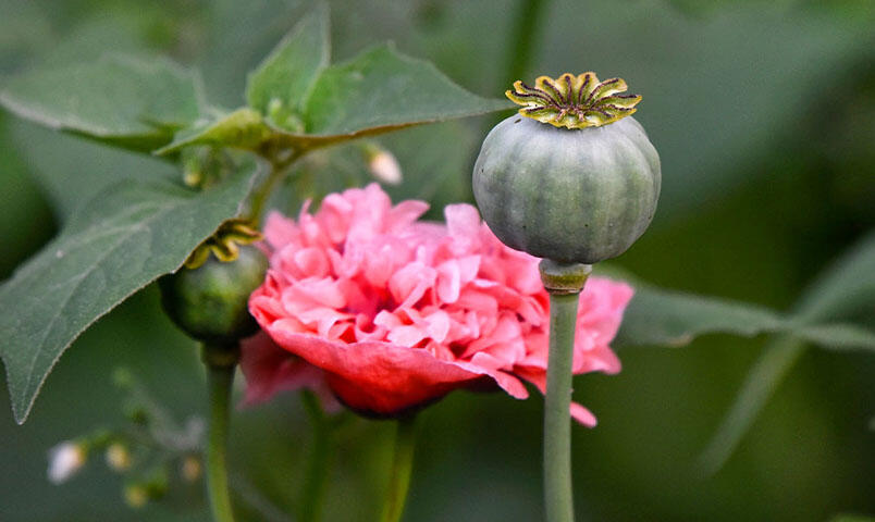 En frøkapsel av pionvalmue ved siden av den utslåtte blomsten.