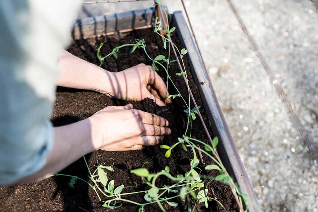 Nelson_Garden_Growing sweet peas_image_4.jpg