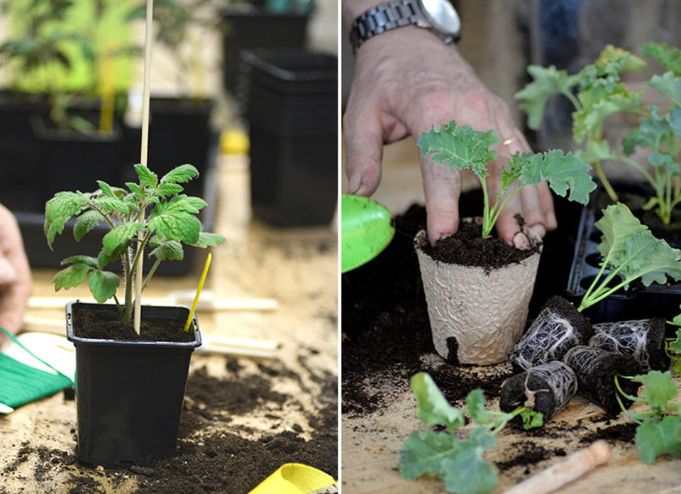  Til venstre: en tomatplante i en svart potte. Til høyre: en grønnkålplante i en fiberpotte.