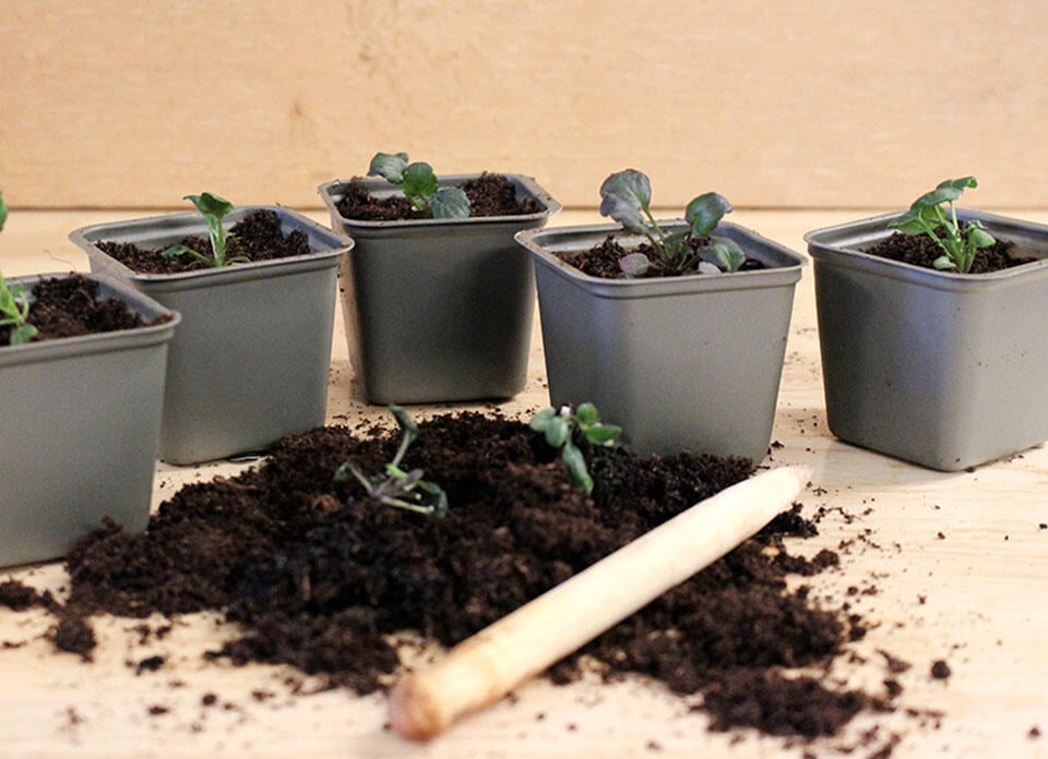 Fire potter i bioplast med små stemorsblomsterplanter i.