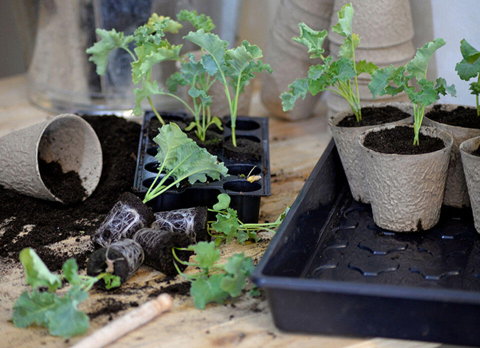  Kålplanter som plantes om fra pluggbrett til fiberpotter.