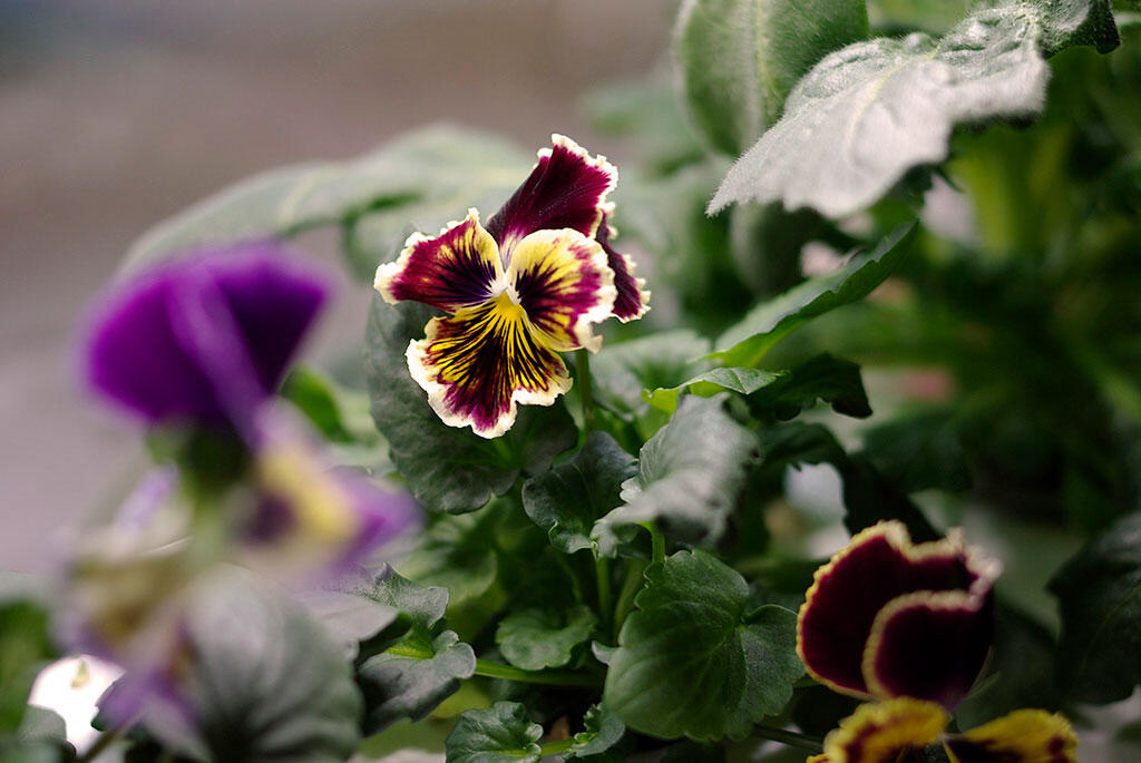 Nelson_Garden_How To Grow Pansy From Seedy_image_3.jpeg
