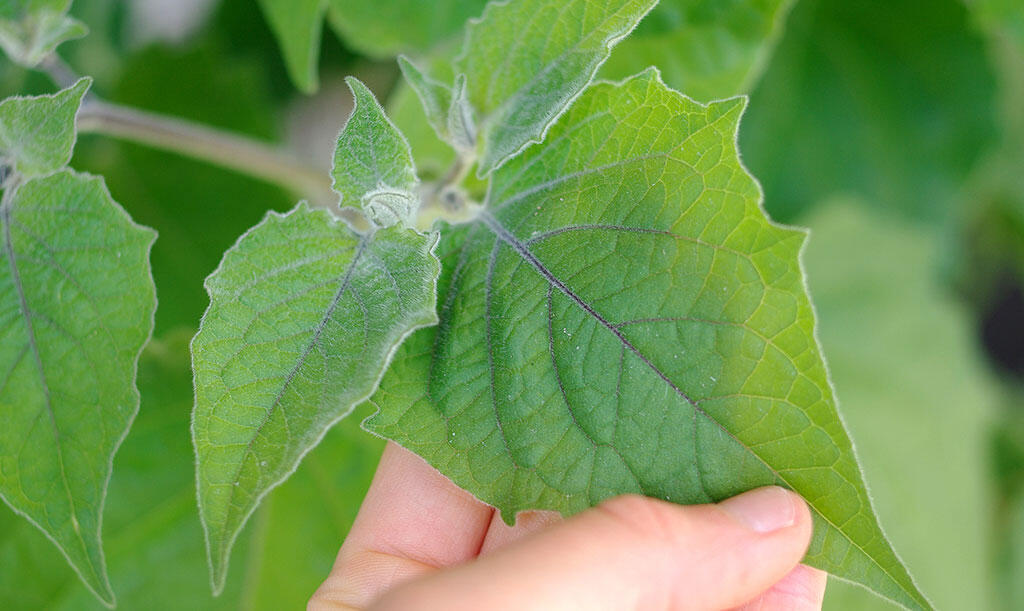 Nelson_Garden_How_to_grow_physalis_image_3.jpeg