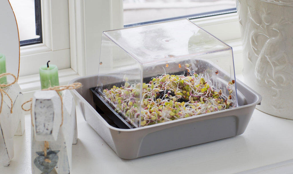 Sprouting-how-to-grow-sprouts-at-home-1.jpg