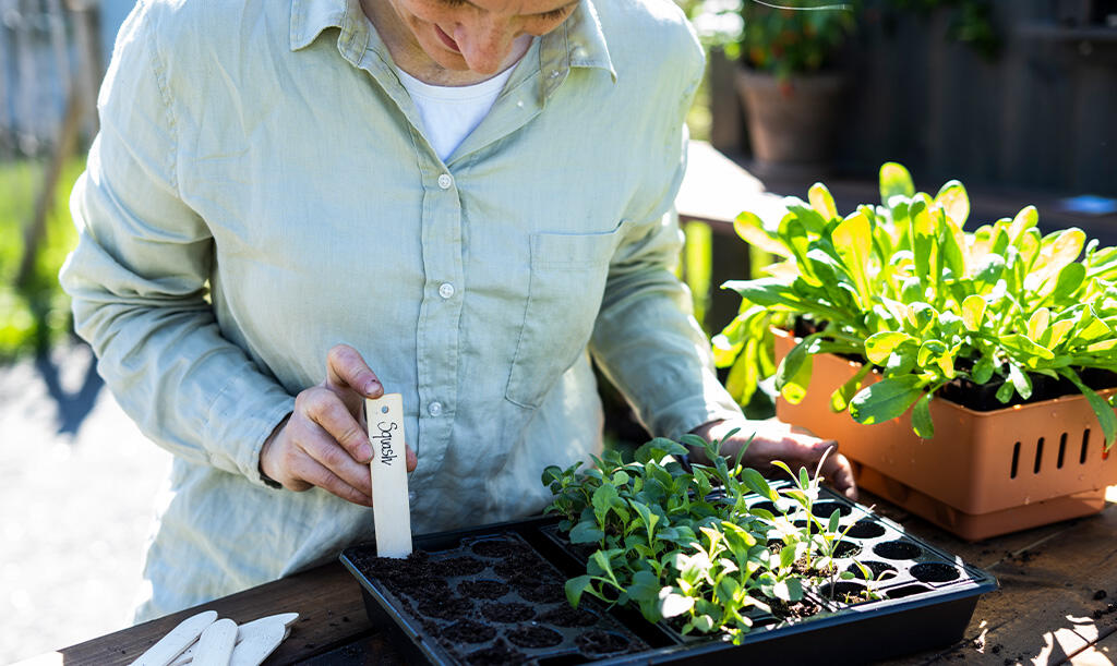 Nelson_Garden_How_to_grow_squash_image_1.jpg