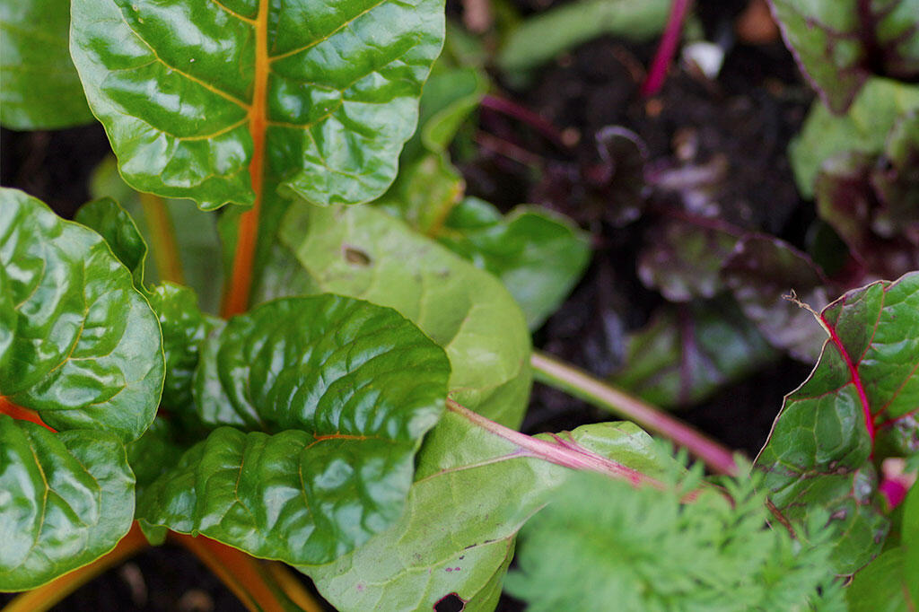 Nelson_Garden_How to Grow Swiss Chard_image1.jpg