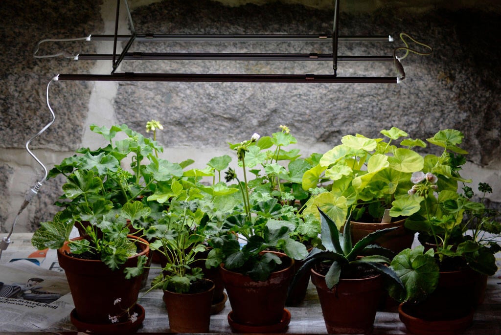 Nelson_Garden_Overwintering geraniums_Image3.jpg