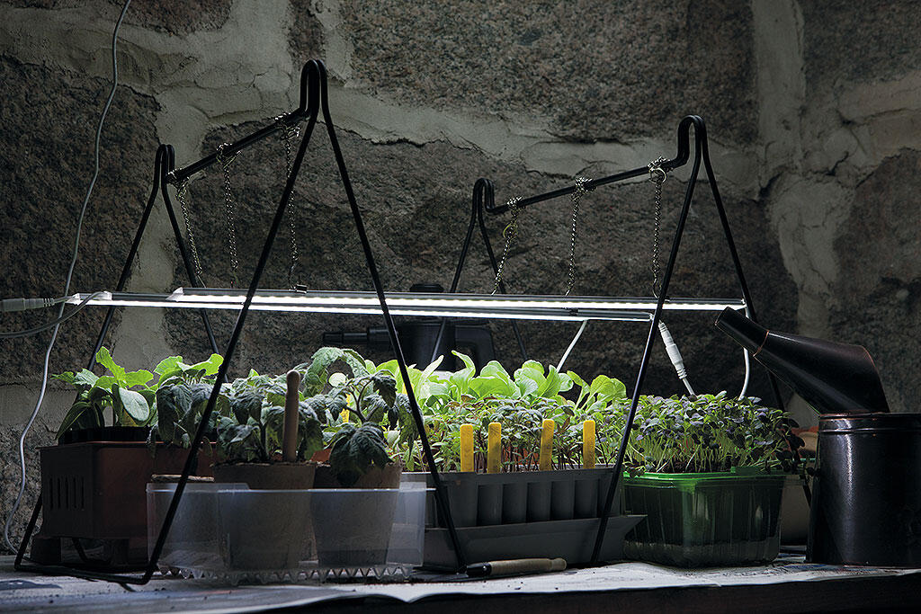 Små ferdigvokste planter som vokser på et kjølig sted med ekstra belysning. 