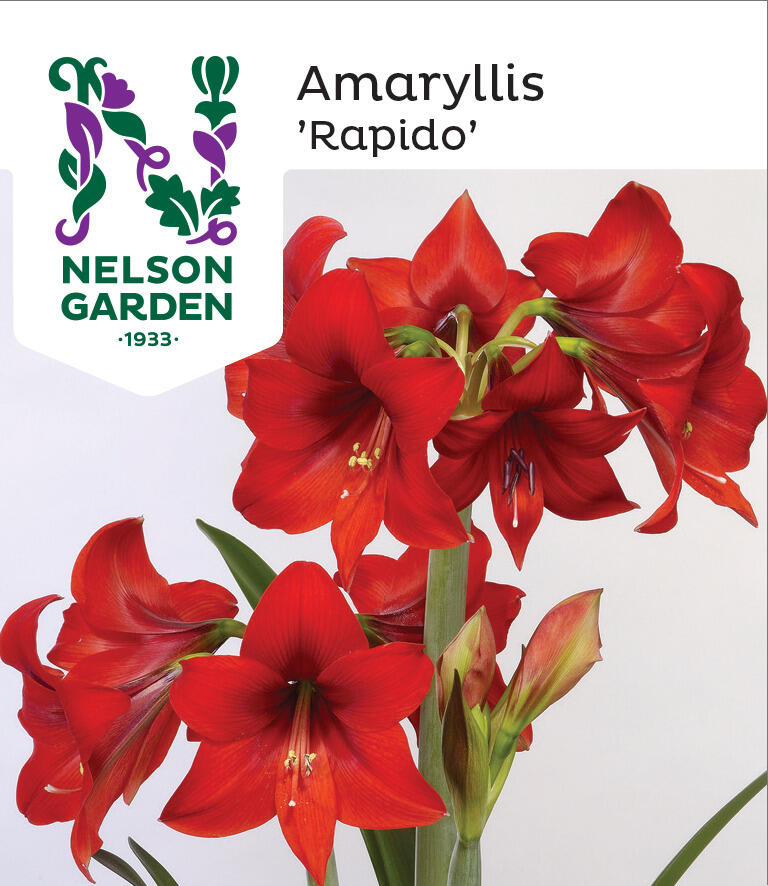 Amaryllis 'Rapido' | Nelson Garden